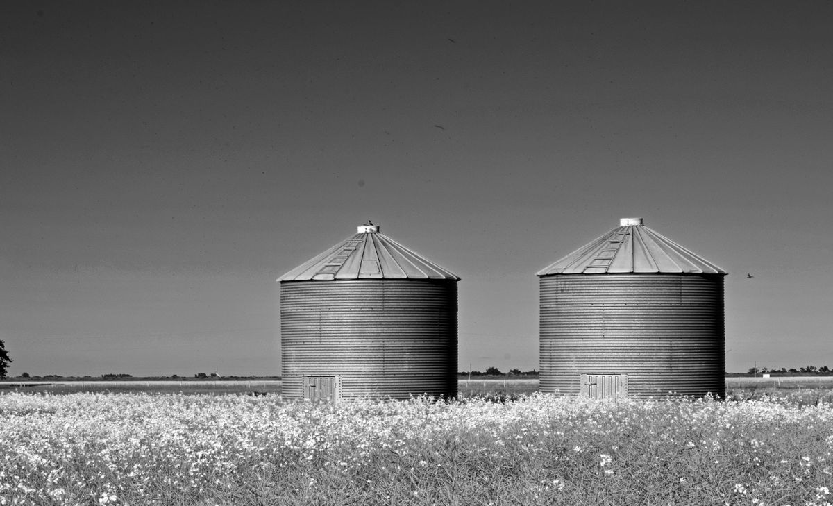 Mycotoxin control for poultry feed